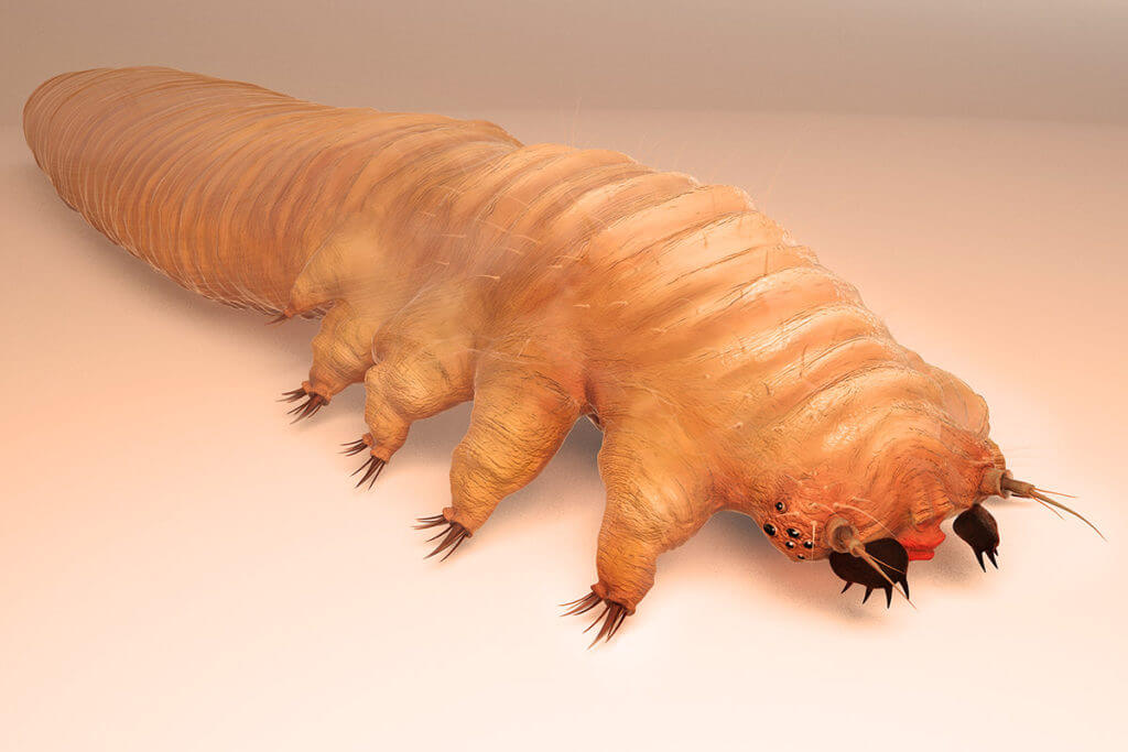 Acari Demodex